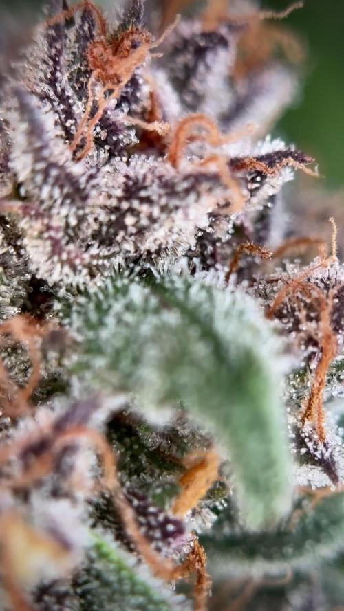 Amnesia Skunk The Zamnesia Way
