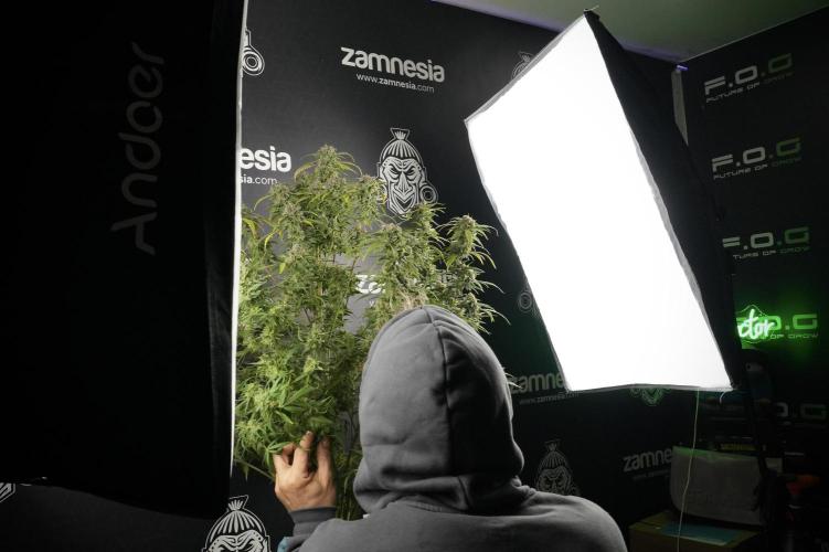 Amnesia Skunk The Zamnesia Way. Week 14 - Amnesia Skunk Harvest day