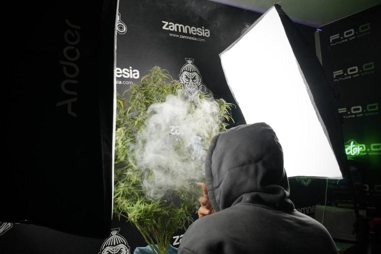 Amnesia Skunk The Zamnesia Way. Week 14 - Amnesia Skunk Harvest day