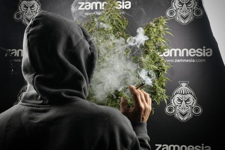 Amnesia Skunk The Zamnesia Way. Week 14 - Amnesia Skunk Harvest day