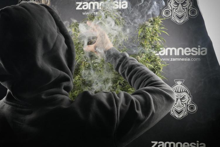 Amnesia Skunk The Zamnesia Way. Week 14 - Amnesia Skunk Harvest day