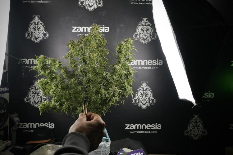Amnesia Skunk The Zamnesia Way. Week 14 - Amnesia Skunk Harvest day