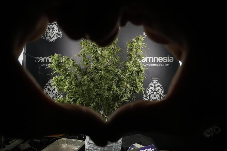 Amnesia Skunk The Zamnesia Way. Week 14 - Amnesia Skunk Harvest day