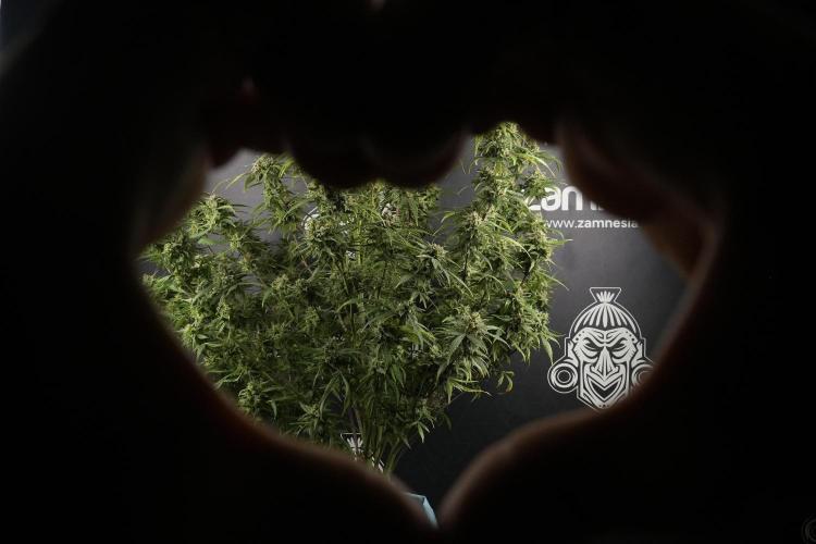 Amnesia Skunk The Zamnesia Way. Week 14 - Amnesia Skunk Harvest day