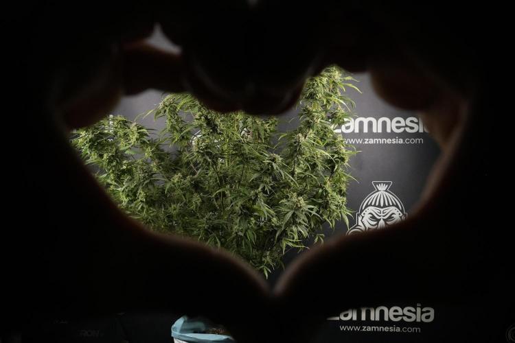 Amnesia Skunk The Zamnesia Way. Week 14 - Amnesia Skunk Harvest day