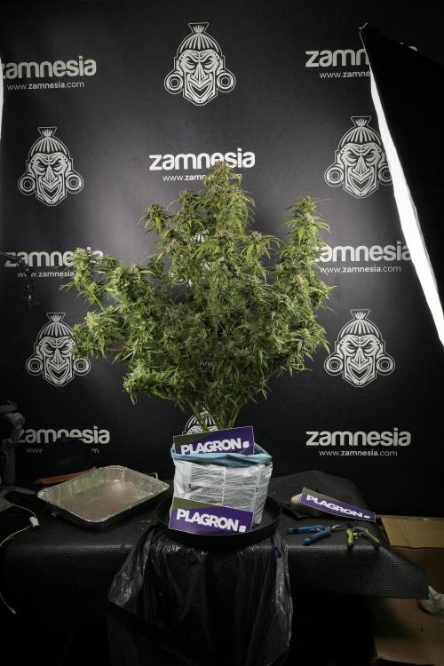 Amnesia Skunk The Zamnesia Way. Week 14 - Amnesia Skunk Harvest day