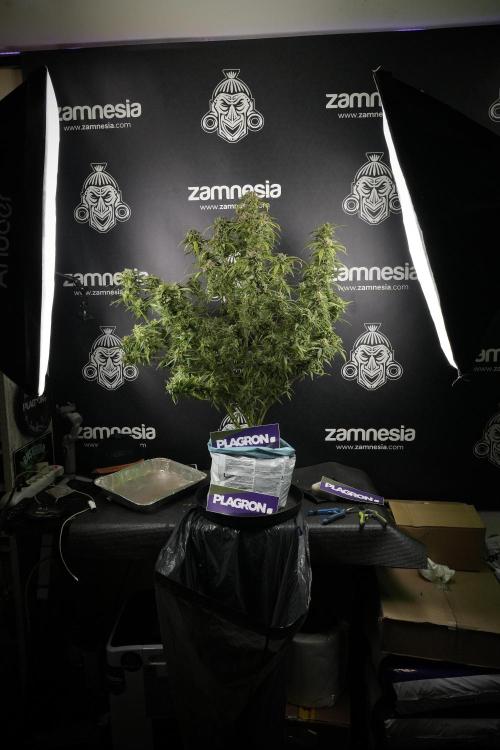 Amnesia Skunk The Zamnesia Way. Week 14 - Amnesia Skunk Harvest day