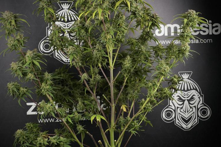 Amnesia Skunk The Zamnesia Way. Week 14 - Amnesia Skunk Harvest day