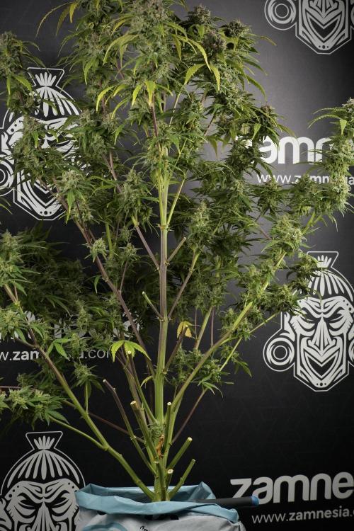 Amnesia Skunk The Zamnesia Way. Week 14 - Amnesia Skunk Harvest day