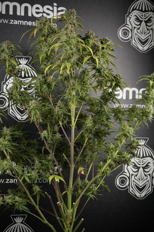 Amnesia Skunk The Zamnesia Way. Week 14 - Amnesia Skunk Harvest day