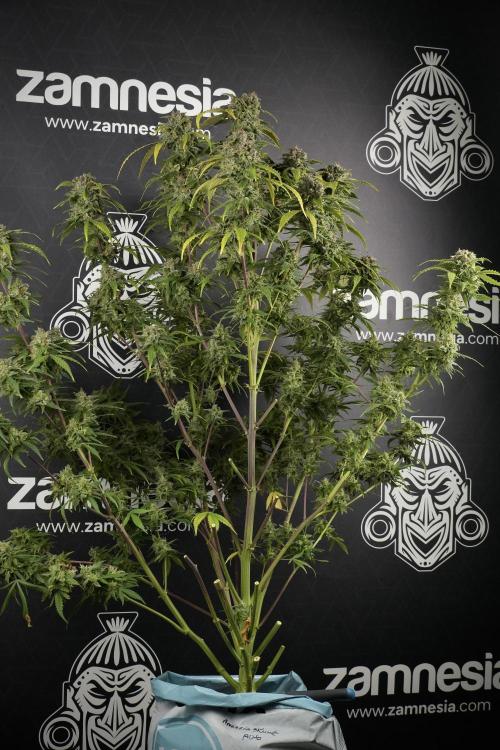 Amnesia Skunk The Zamnesia Way. Week 14 - Amnesia Skunk Harvest day