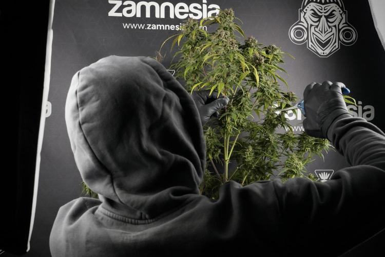 Amnesia Skunk The Zamnesia Way. Week 14 - Amnesia Skunk Harvest day