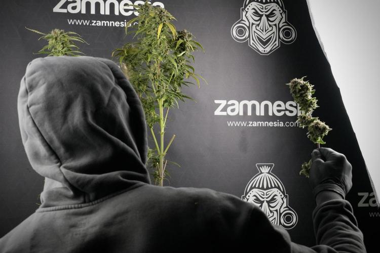 Amnesia Skunk The Zamnesia Way. Week 14 - Amnesia Skunk Harvest day