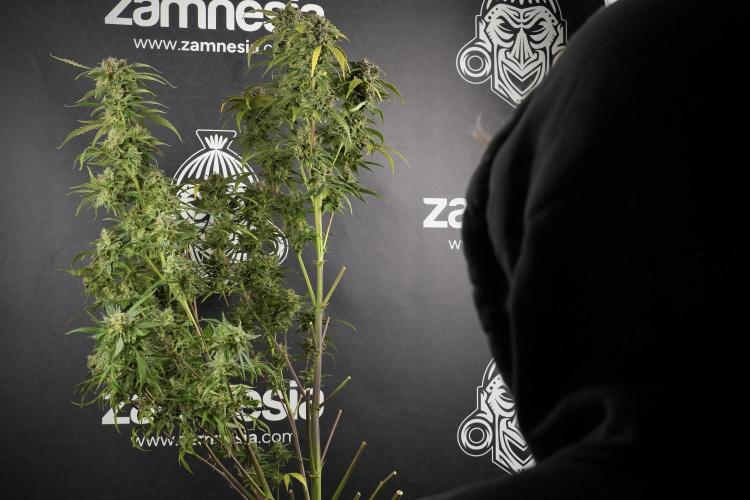 Amnesia Skunk The Zamnesia Way. Week 14 - Amnesia Skunk Harvest day