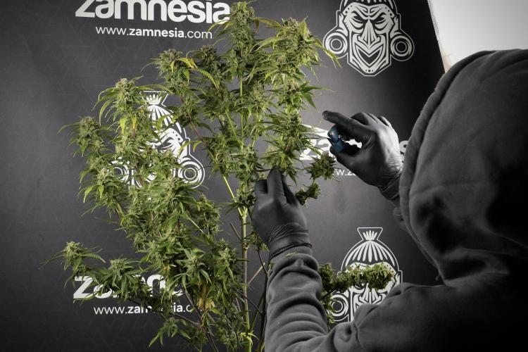 Amnesia Skunk The Zamnesia Way. Week 14 - Amnesia Skunk Harvest day