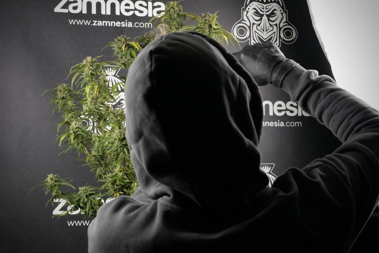 Amnesia Skunk The Zamnesia Way. Week 14 - Amnesia Skunk Harvest day