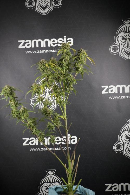 Amnesia Skunk The Zamnesia Way. Week 14 - Amnesia Skunk Harvest day