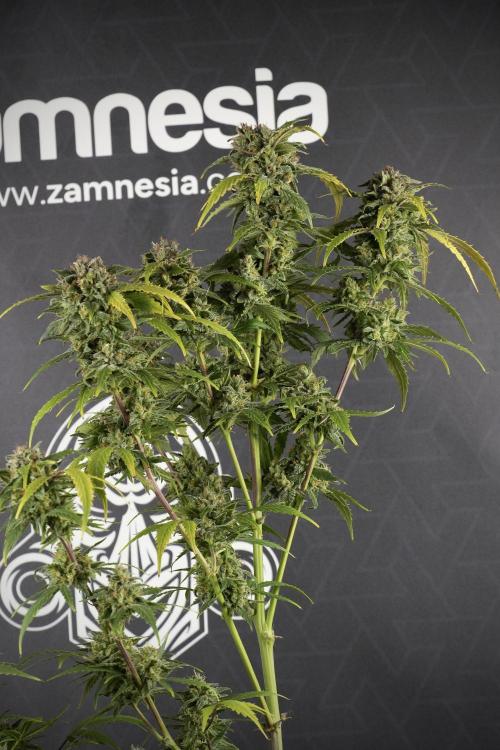 Amnesia Skunk The Zamnesia Way. Week 14 - Amnesia Skunk Harvest day
