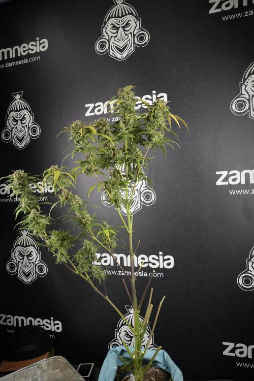 Amnesia Skunk The Zamnesia Way. Week 14 - Amnesia Skunk Harvest day