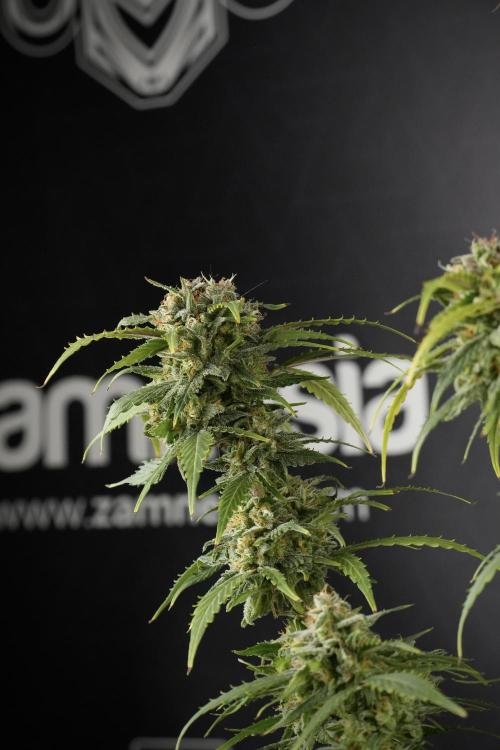 Amnesia Skunk The Zamnesia Way. Week 14 - Amnesia Skunk Harvest day