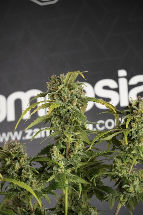 Amnesia Skunk The Zamnesia Way. Week 14 - Amnesia Skunk Harvest day