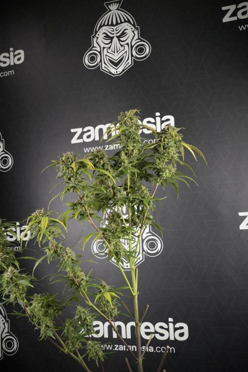 Amnesia Skunk The Zamnesia Way. Week 14 - Amnesia Skunk Harvest day
