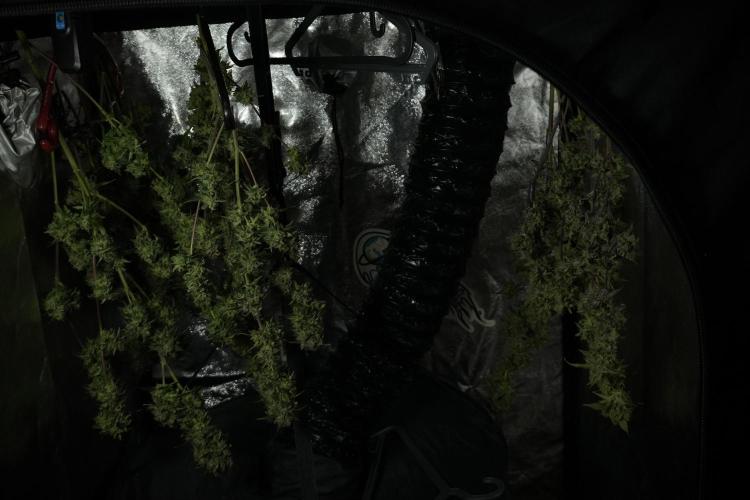 Amnesia Skunk The Zamnesia Way. Week 14 - Amnesia Skunk Harvest day