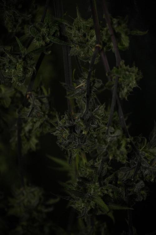 Amnesia Skunk The Zamnesia Way. Week 14 - Amnesia Skunk Harvest day