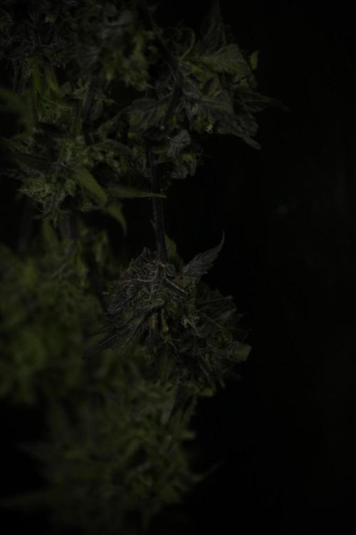 Amnesia Skunk The Zamnesia Way. Week 14 - Amnesia Skunk Harvest day