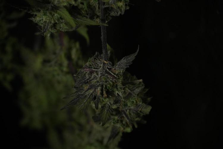Amnesia Skunk The Zamnesia Way. Week 14 - Amnesia Skunk Harvest day