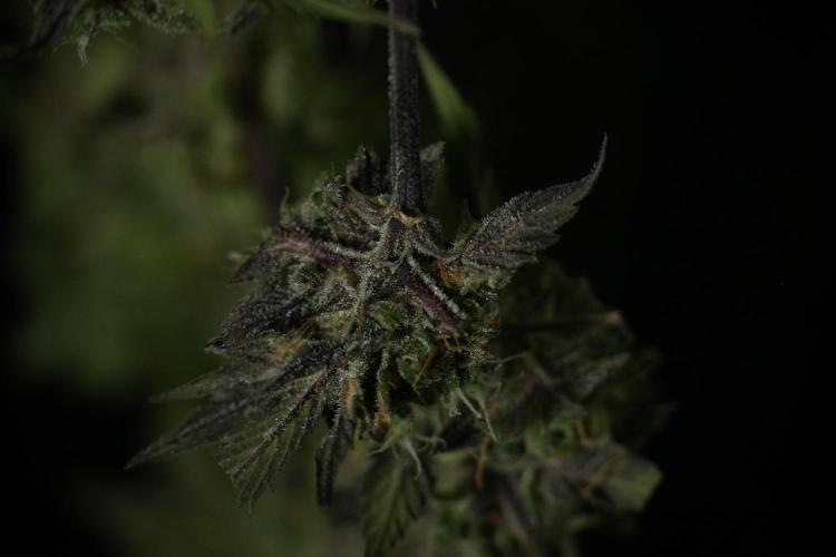Amnesia Skunk The Zamnesia Way. Week 14 - Amnesia Skunk Harvest day