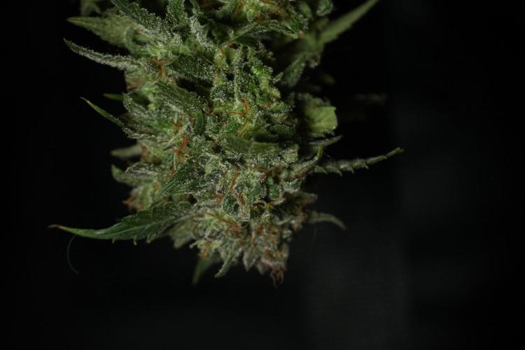Amnesia Skunk The Zamnesia Way. Week 14 - Amnesia Skunk Harvest day