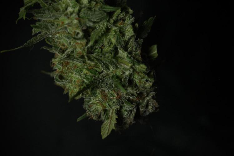Amnesia Skunk The Zamnesia Way. Week 14 - Amnesia Skunk Harvest day