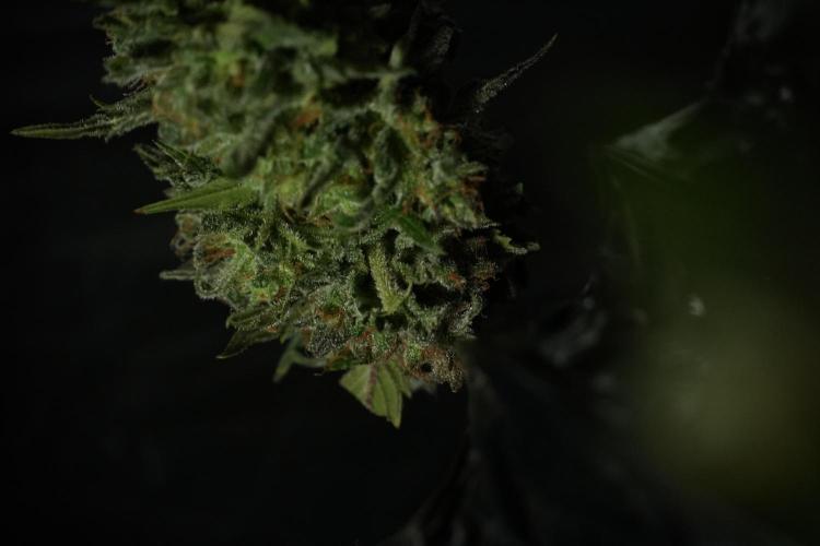 Amnesia Skunk The Zamnesia Way. Week 14 - Amnesia Skunk Harvest day