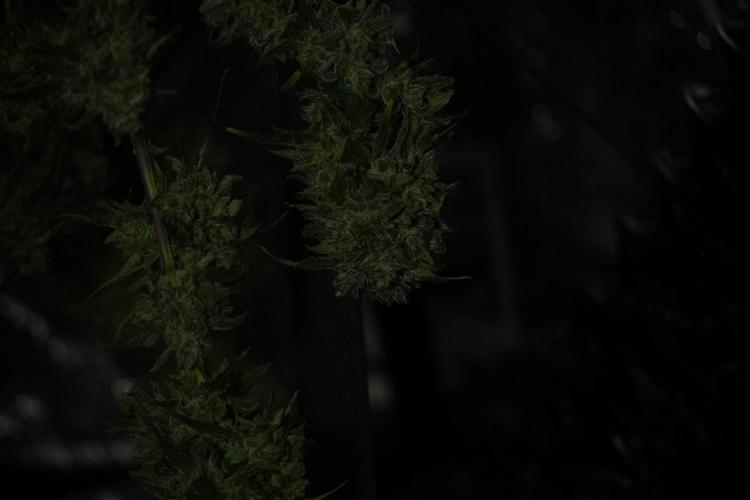 Amnesia Skunk The Zamnesia Way. Week 14 - Amnesia Skunk Harvest day