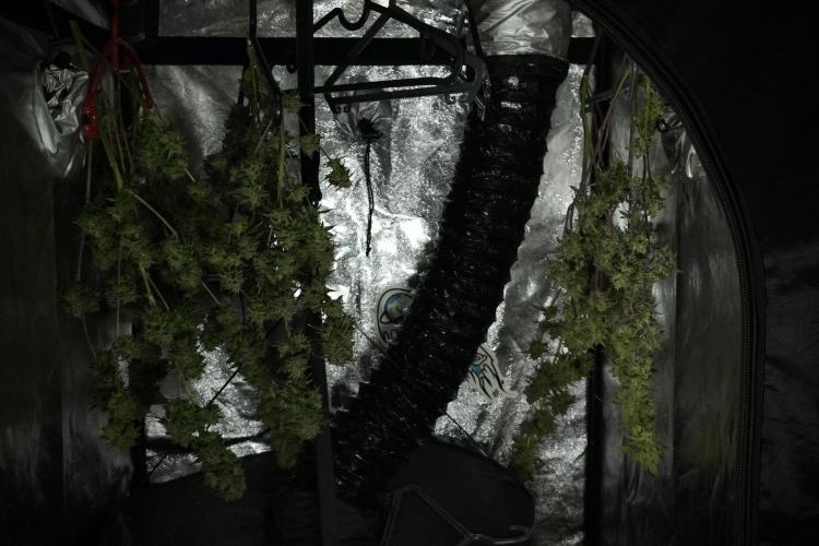 Amnesia Skunk The Zamnesia Way. Week 14 - Amnesia Skunk Harvest day