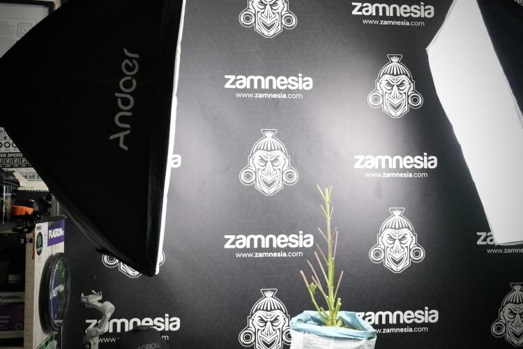 Amnesia Skunk The Zamnesia Way. Week 14 - Amnesia Skunk Harvest day