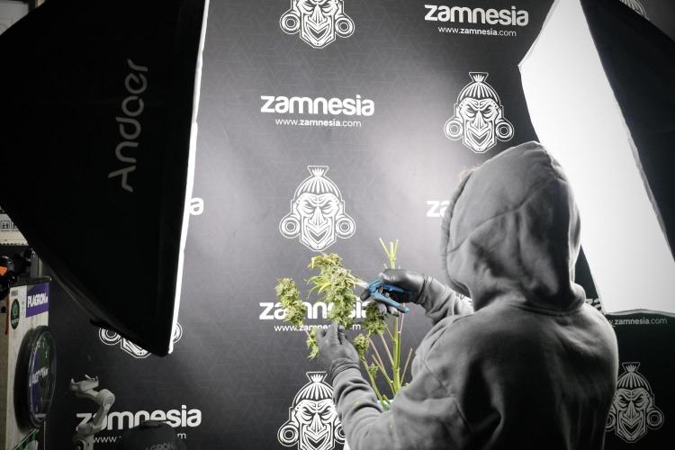 Amnesia Skunk The Zamnesia Way. Week 14 - Amnesia Skunk Harvest day