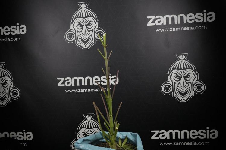 Amnesia Skunk The Zamnesia Way. Week 14 - Amnesia Skunk Harvest day