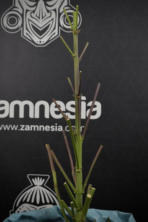 Amnesia Skunk The Zamnesia Way. Week 14 - Amnesia Skunk Harvest day