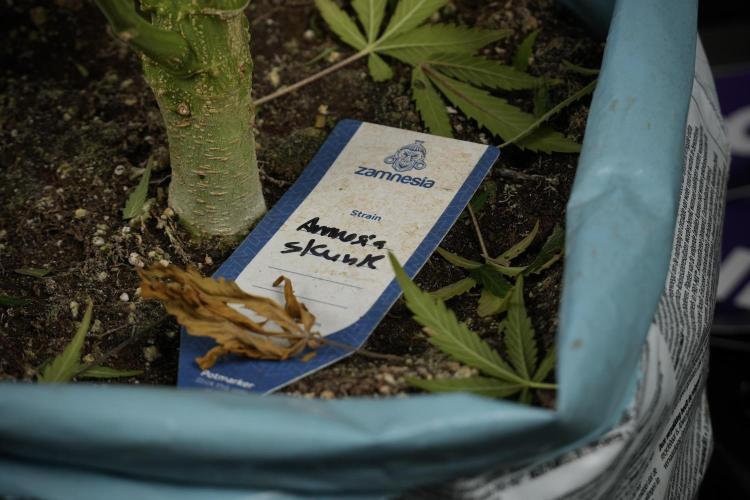 Amnesia Skunk The Zamnesia Way. Week 14 - Amnesia Skunk Harvest day