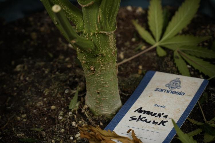 Amnesia Skunk The Zamnesia Way. Week 14 - Amnesia Skunk Harvest day