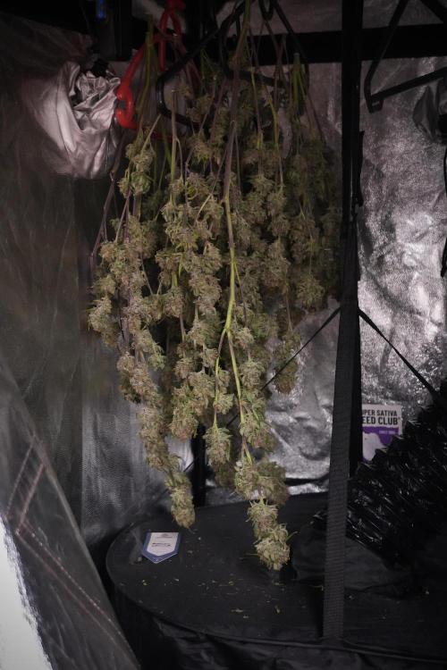 Amnesia Skunk The Zamnesia Way. Week 14 - Trimming Amnesia Skunk 01
