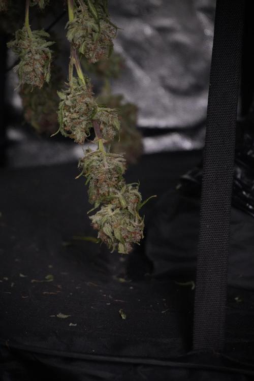 Amnesia Skunk The Zamnesia Way. Week 14 - Trimming Amnesia Skunk 01