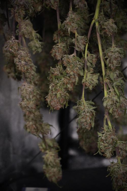 Amnesia Skunk The Zamnesia Way. Week 14 - Trimming Amnesia Skunk 01