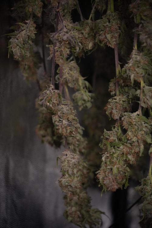 Amnesia Skunk The Zamnesia Way. Week 14 - Trimming Amnesia Skunk 01