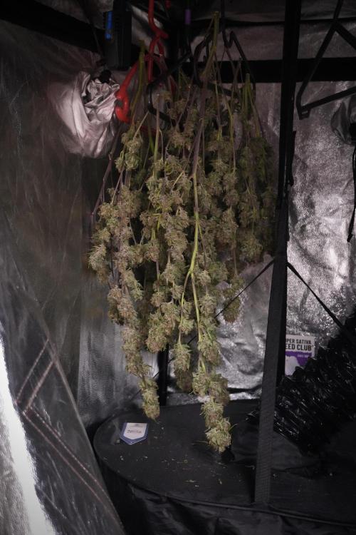 Amnesia Skunk The Zamnesia Way. Week 14 - Trimming Amnesia Skunk 01