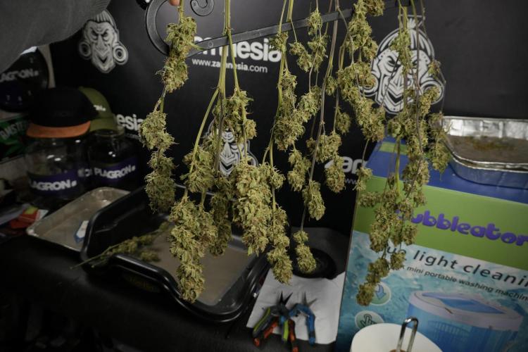 Amnesia Skunk The Zamnesia Way. Week 14 - Trimming Amnesia Skunk 01