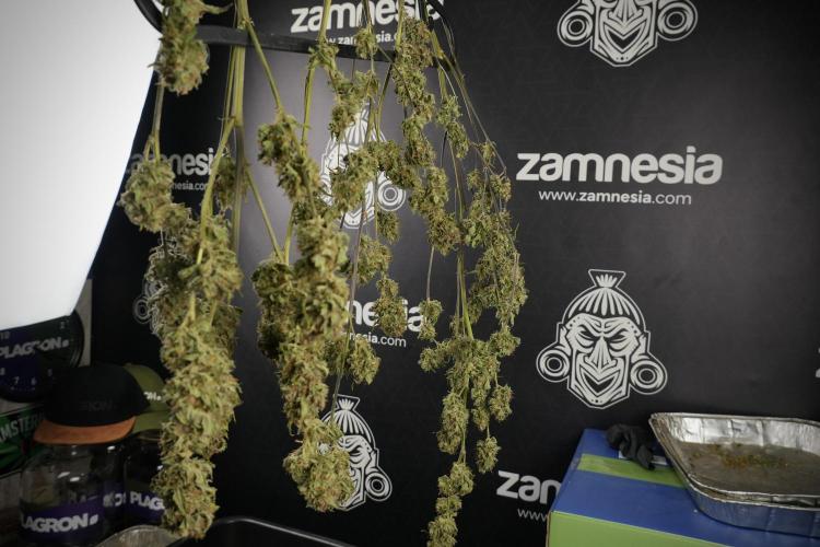Amnesia Skunk The Zamnesia Way. Week 14 - Trimming Amnesia Skunk 01