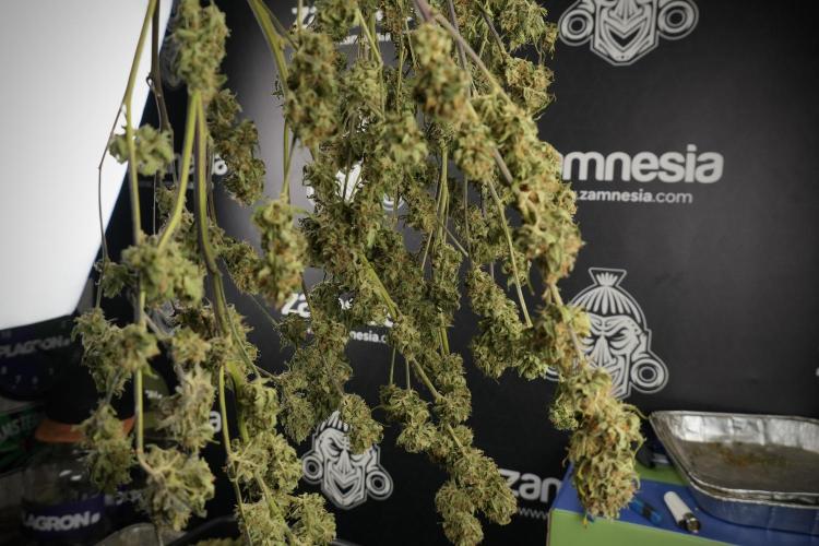 Amnesia Skunk The Zamnesia Way. Week 14 - Trimming Amnesia Skunk 01